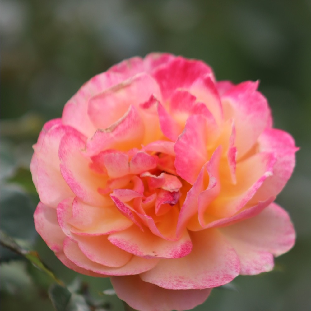 Meet your Posher, Deborah